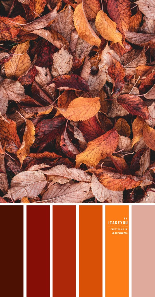 Màu rụng lá và palette đất nâu cam